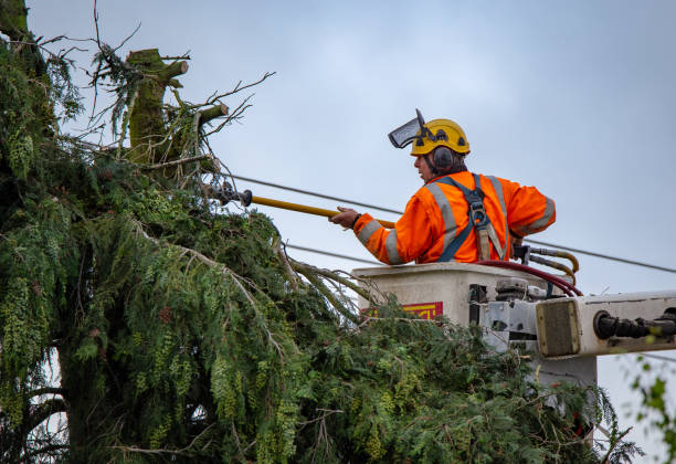 Reliable National Park, NJ Tree Care Solutions